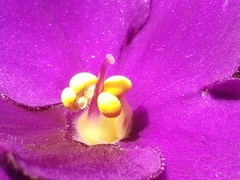 Streptocarpus ionanthus