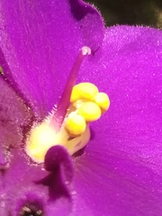 Streptocarpus ionanthus