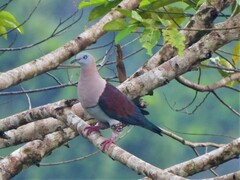 Zoe's Imperial-Pigeon photo 3