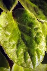 Streptocarpus ionanthus