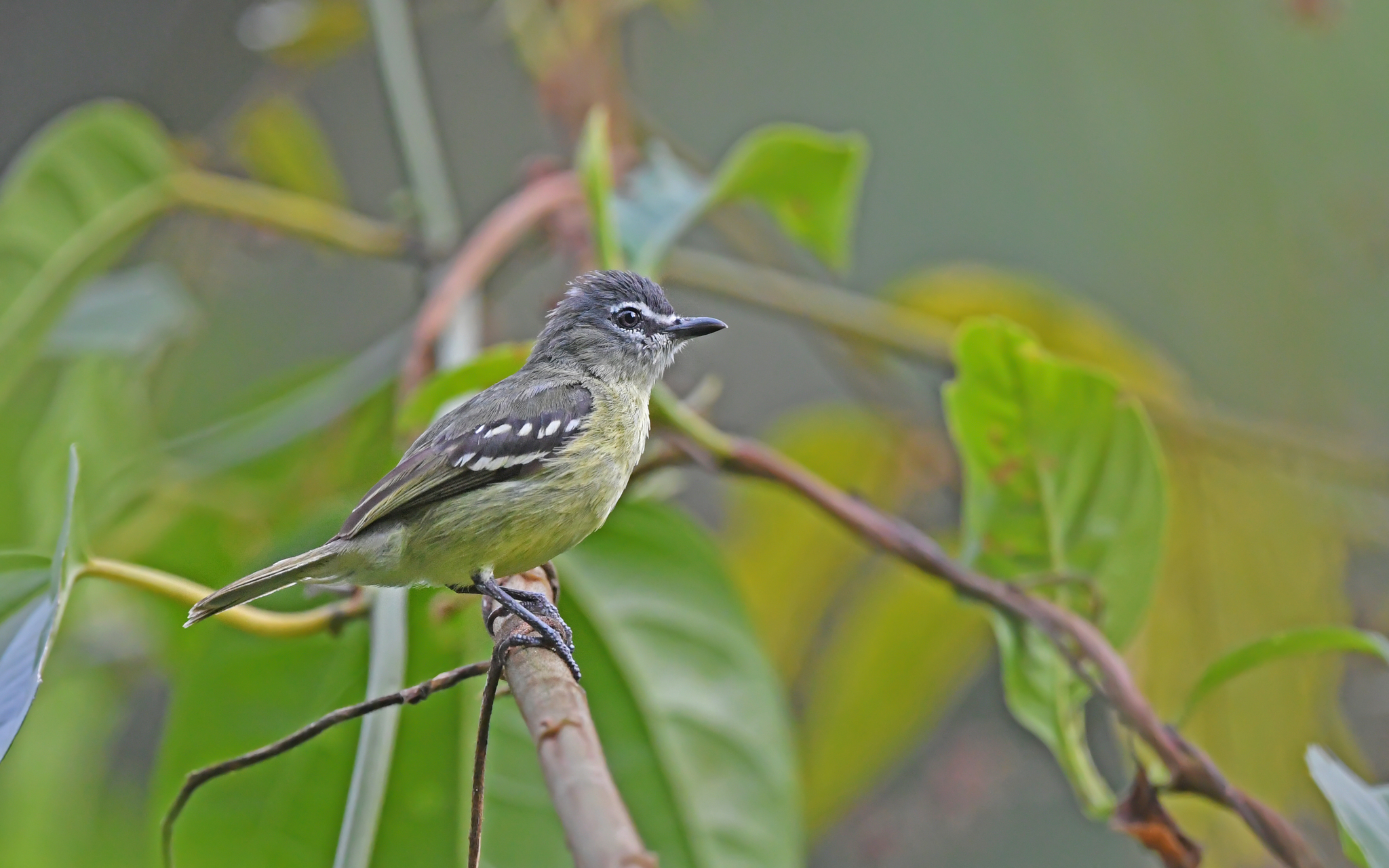 White-lored Tyrannulet (Ornithion inerme), photo 2