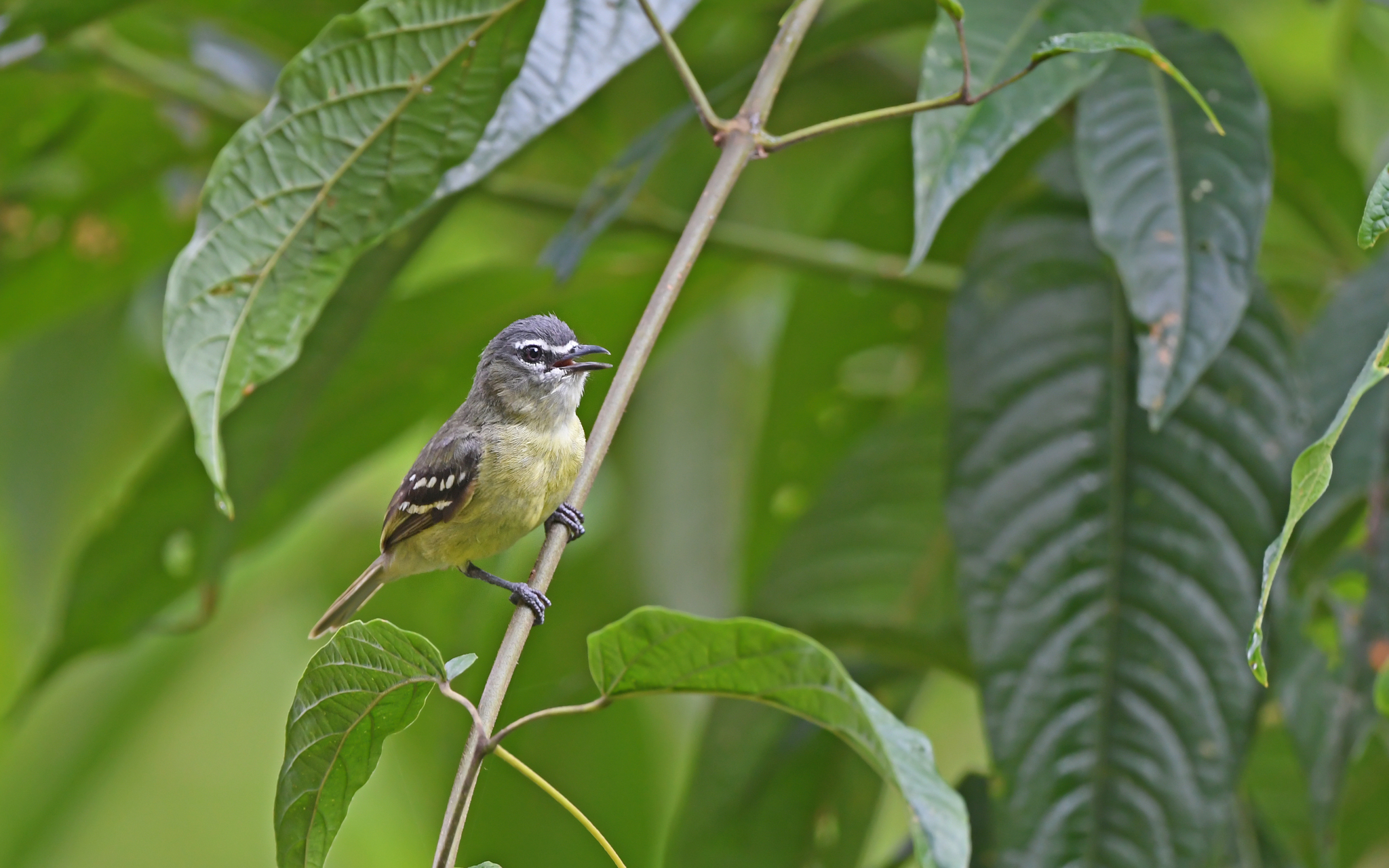 White-lored Tyrannulet (Ornithion inerme), photo 3