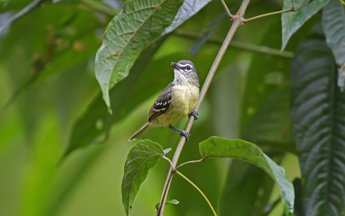 White-lored Tyrannulet (Ornithion inerme), photo 4