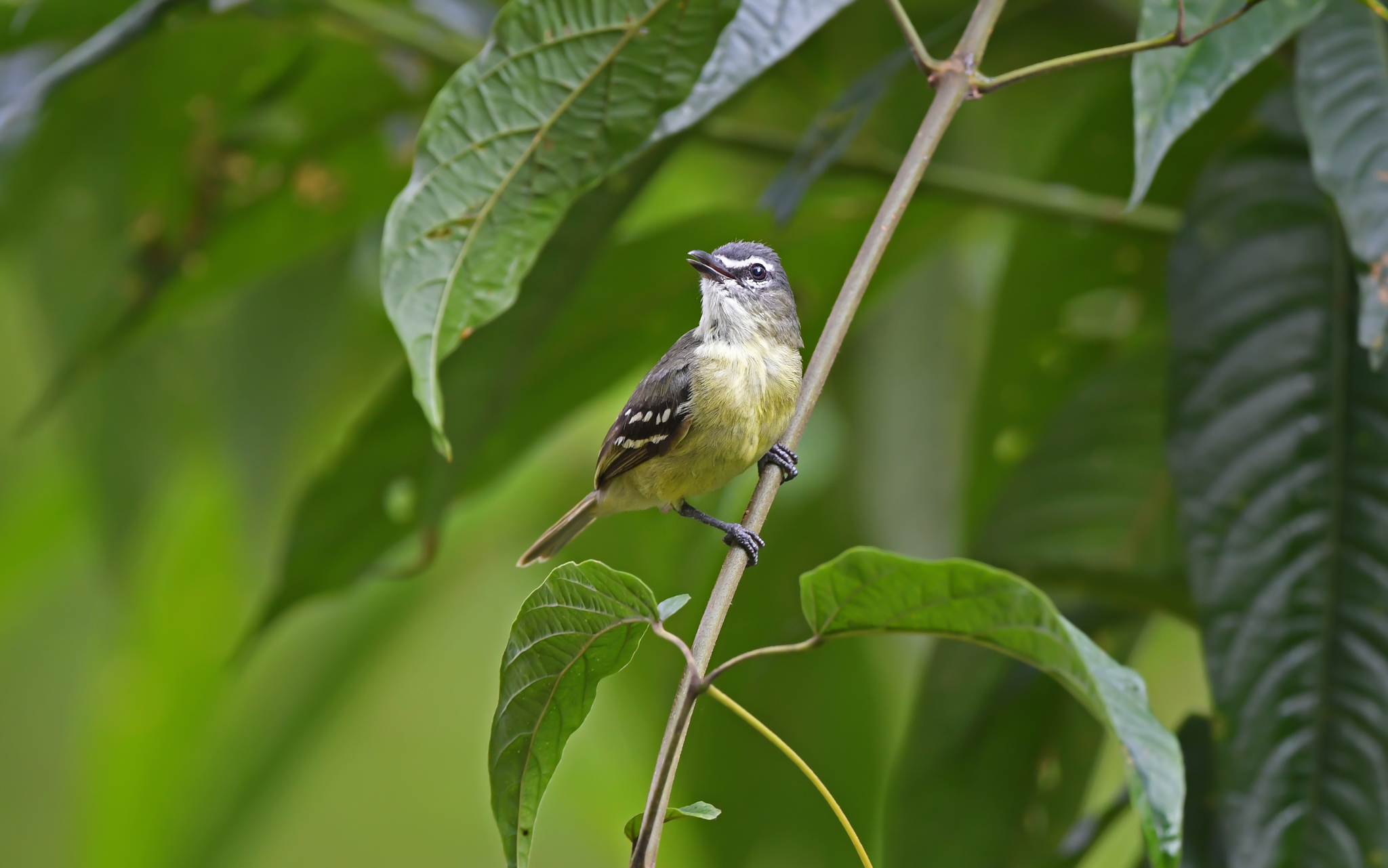 White-lored Tyrannulet (Ornithion inerme), photo 4
