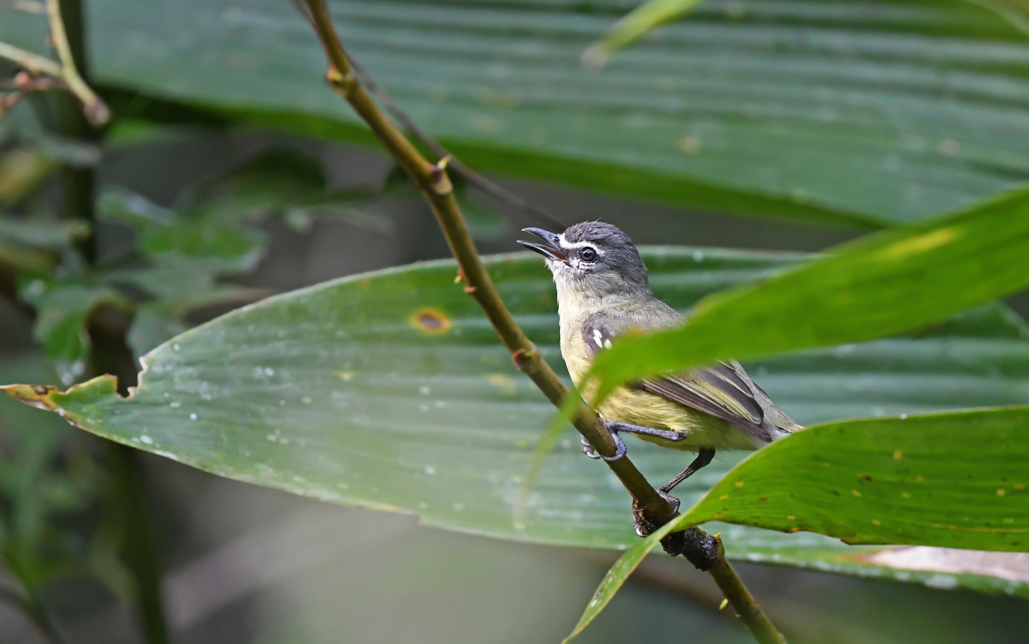 White-lored Tyrannulet (Ornithion inerme), photo 7