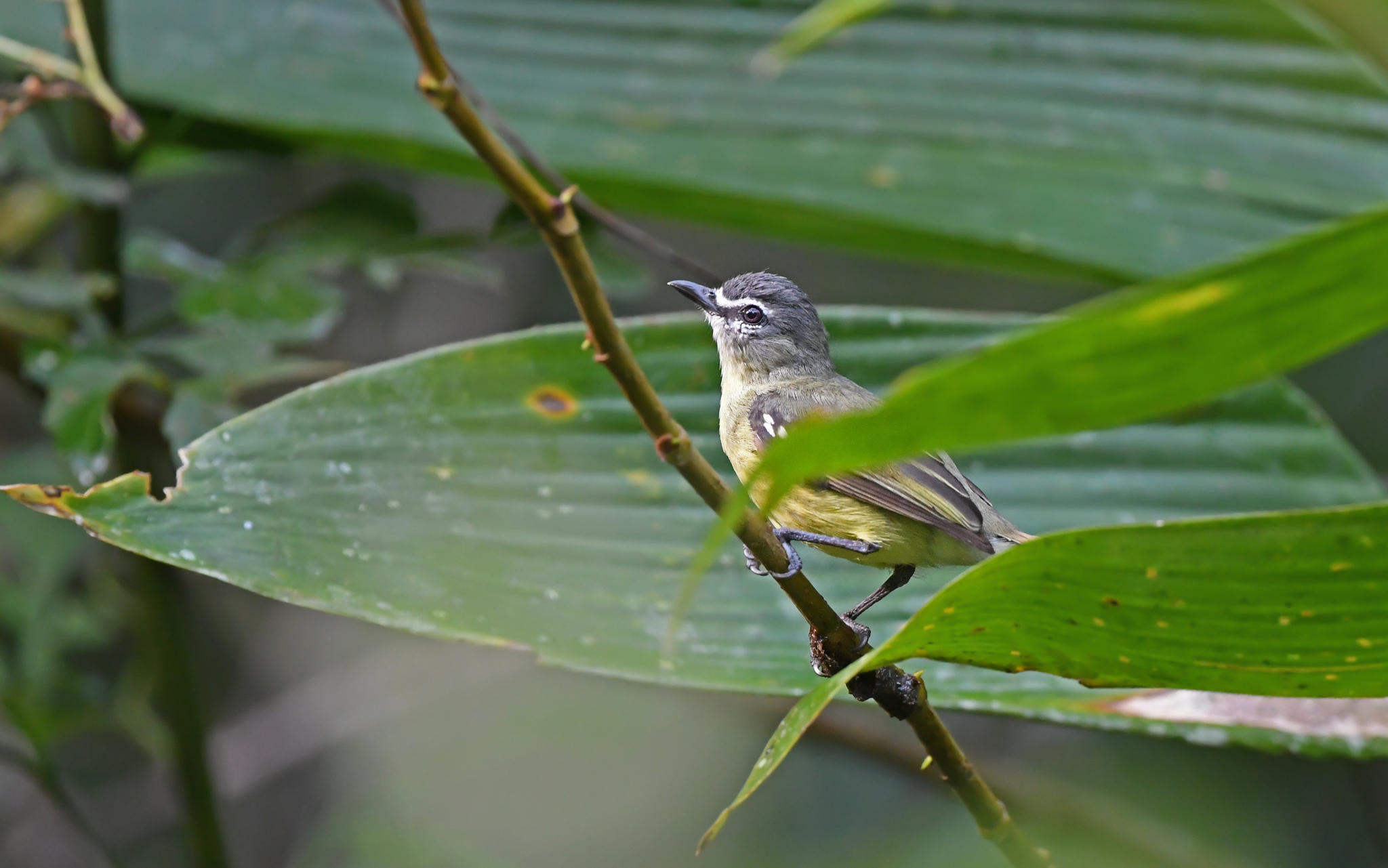 White-lored Tyrannulet (Ornithion inerme), photo 6