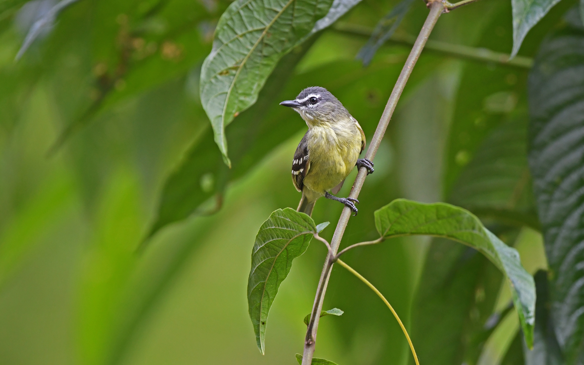 White-lored Tyrannulet (Ornithion inerme), photo 5