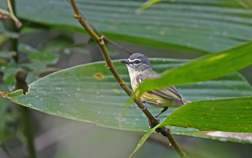 White-lored Tyrannulet (Ornithion inerme), photo 8