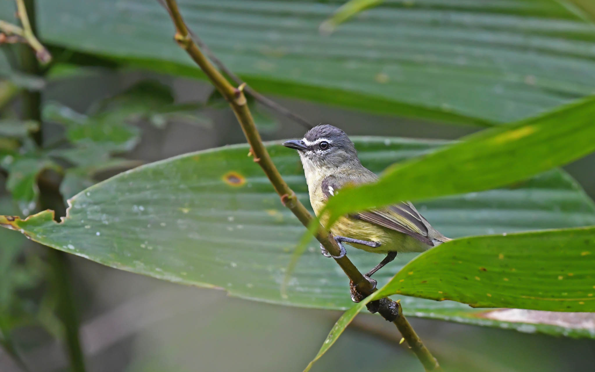 White-lored Tyrannulet (Ornithion inerme), photo 8