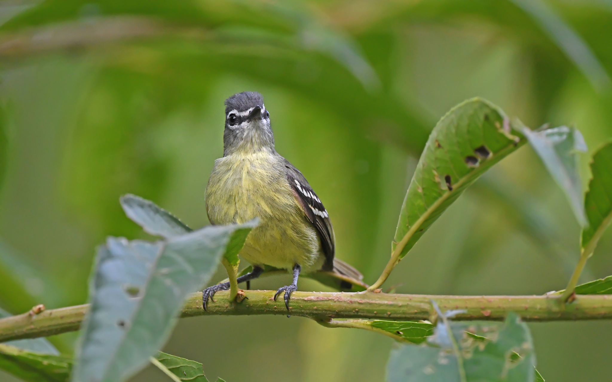 White-lored Tyrannulet (Ornithion inerme), photo 9