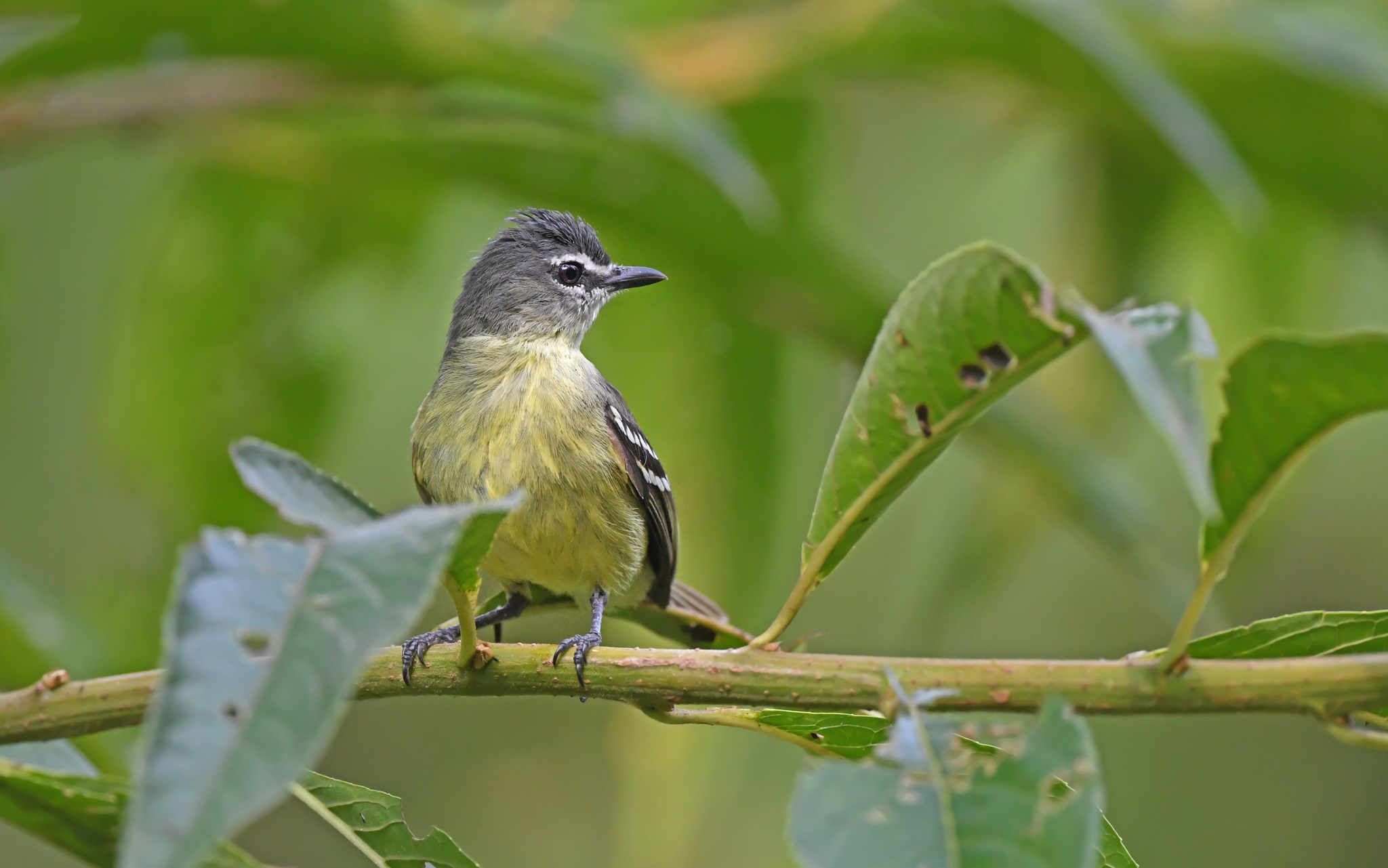 White-lored Tyrannulet (Ornithion inerme), photo 10