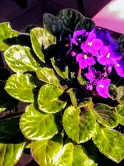 Streptocarpus ionanthus