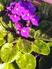 Streptocarpus ionanthus