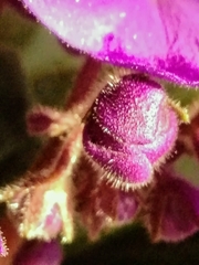 Streptocarpus ionanthus