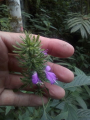 Dicliptera sumichrastii