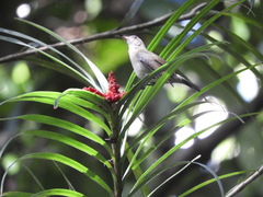 Black Berrypecker photo 4