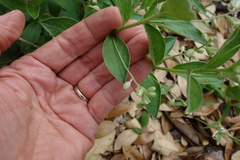 Ditaxis aphoroides