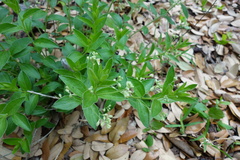 Ditaxis aphoroides