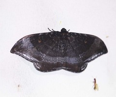 Cyclidia orciferaria