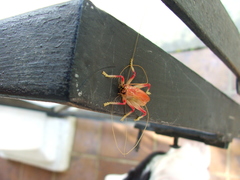 Brachybaenus ablutus