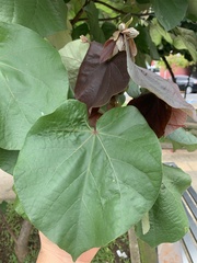 Hibiscus tiliaceus image