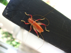 Brachybaenus ablutus