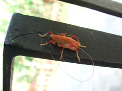 Brachybaenus ablutus