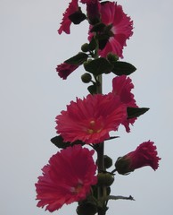 Alcea rosea
