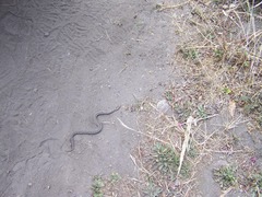 Crotalus triseriatus