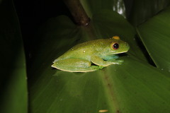 Aplastodiscus leucopygius