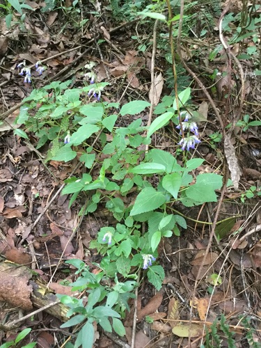 Salvia compsostachys, photograph 2