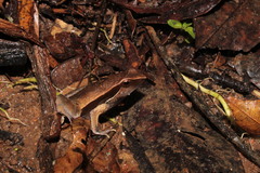 Physalaemus olfersii