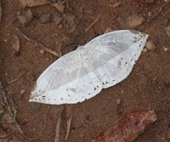 Cyclidia substigmaria