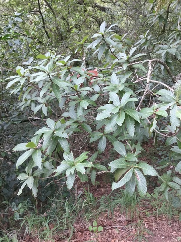 loquat leaf oak (Quercus rysophylla)