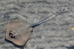 Moluccan Bluespotted Maskray photo 4