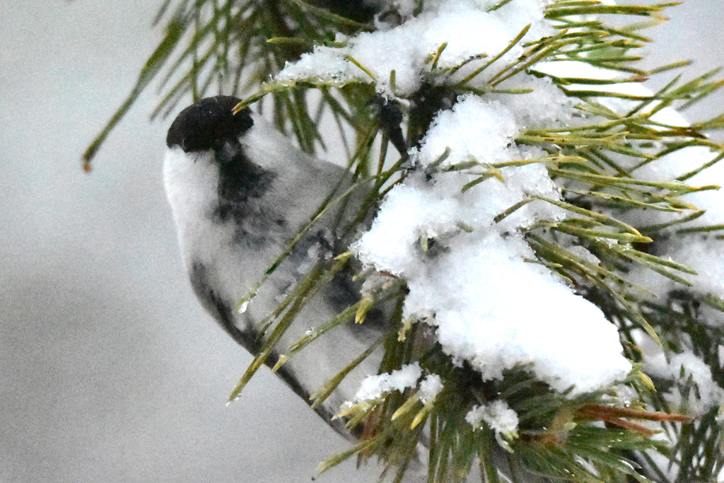 Northern Willow Tit
