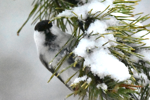 Northern Willow Tit