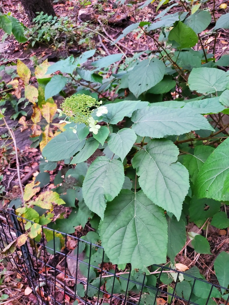 Wild Hydrangea From Manhattan New York NY USA On October 27 2023 At   Large 