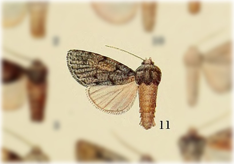 Anicla yaxcaba