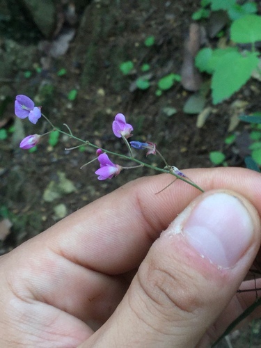 Image of Desmodium psilophyllum by (c) Erick Vélez Sánchez, some rights reserved (CC BY)