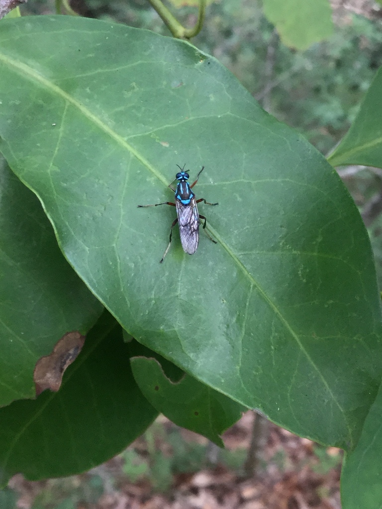 Brachythrix dileucostigma