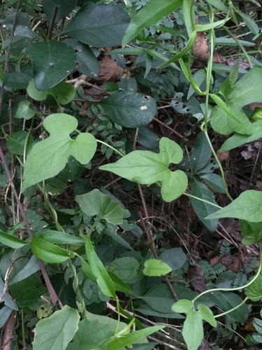Image of Aristolochia pentandra by (c) Erick Vélez Sánchez, some rights reserved (CC BY)