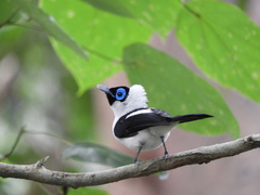 Frilled Monarch photo 3