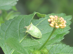 Arvelius albopunctatus