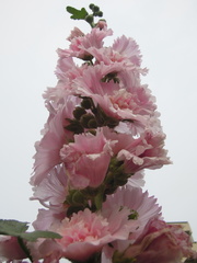 Alcea rosea