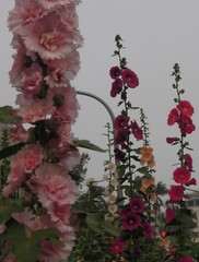 Alcea rosea