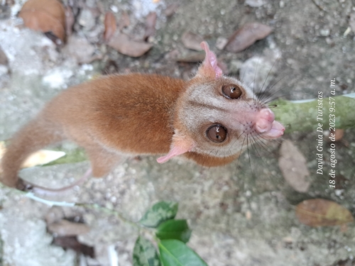 Derby's Woolly Opossum