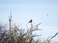 Spiziapteryx circumcincta