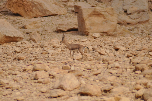 Arabian Gazelle
