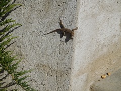 Sceloporus occidentalis